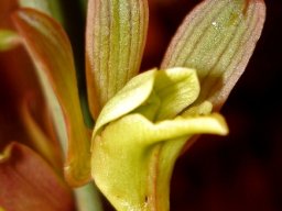 Eulophia hereroensis flower
