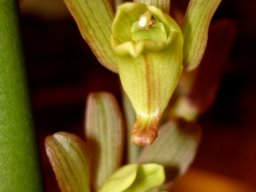 Eulophia hereroensis simulating flight