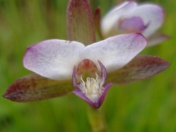 Eulophia hians var. nutans flower