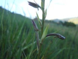 Eulophia hians var. nutans rotating buds