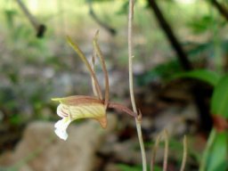Eulophia longisepala buds
