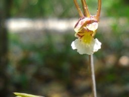 Eulophia longisepala sepals
