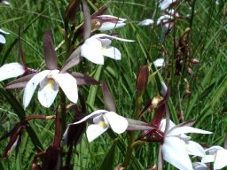 Eulophia ovalis subsp. ovalis living in the grass