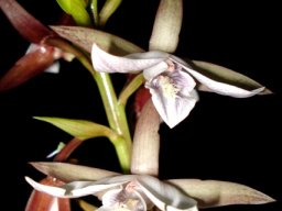 Eulophia ovalis subsp. ovalis flower spike at night