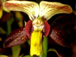 Eulophia parviflora flower