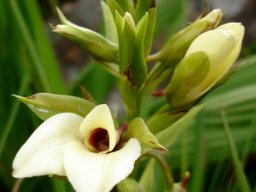 Eulophia parvilabris floral stages