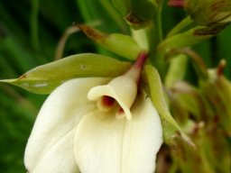 Eulophia parvilabris flower