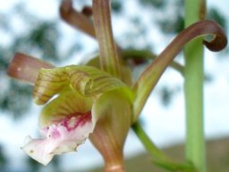 Eulophia petersii flaunting curls
