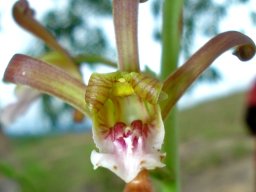 Eulophia petersii accepting visitors