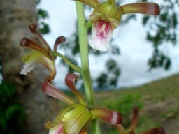 Eulophia petersii 