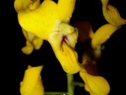 Eulophia speciosa