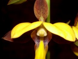Eulophia streptopetala flower