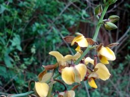 Eulophia streptopetala flower spike