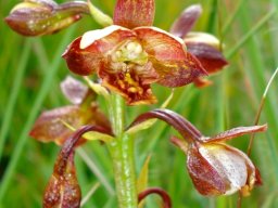 Eulophia tenella colours