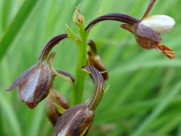Eulophia tenella old flowers