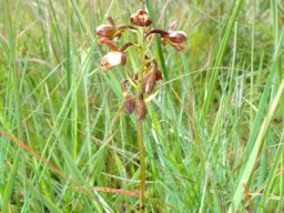Eulophia tenella 