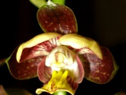 Eulophia tuberculata flower