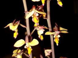 Eulophia tuberculata inflorescences