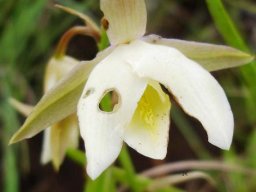 Eulophia ovalis var. bainesii