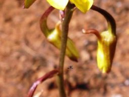 Eulophia hians var. inaequalis