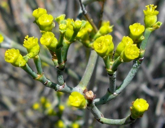 Euphorbia tenax flowering yellow