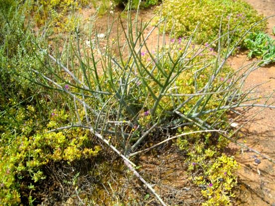 Euphorbia tenax