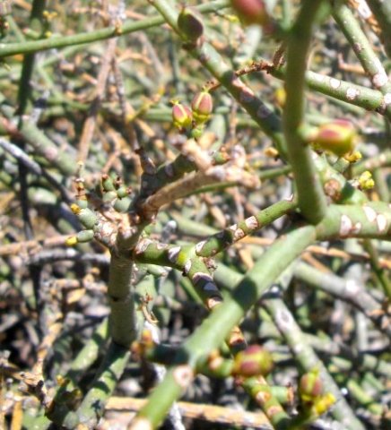 Euphorbia tenax fruit
