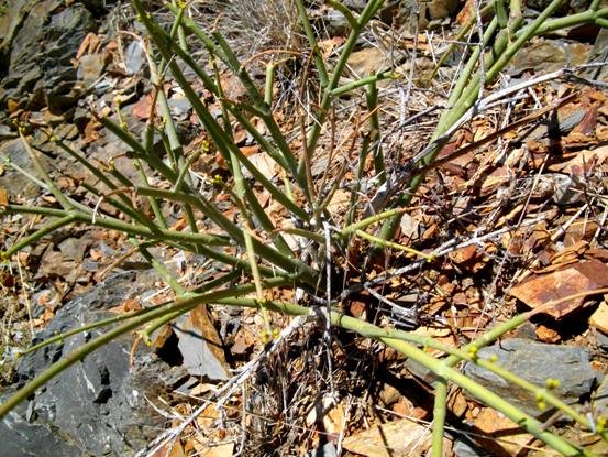 Euphorbia tenax stems