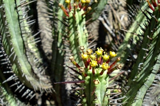 Euphorbia heptagona cyathia