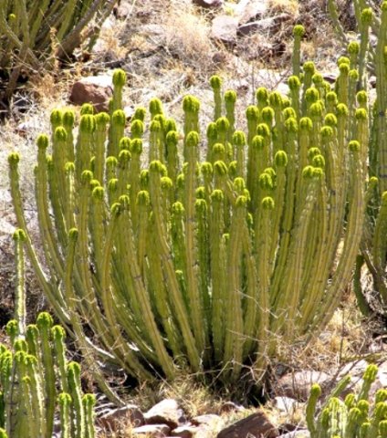 Euphorbia avasmontana