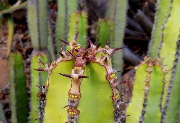 Euphorbia avasmontana stem-tip
