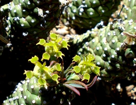 Euphorbia davyi cyathia