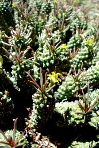 Euphorbia davyi stems