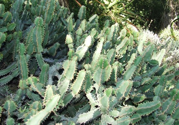 Euphorbia bothae, a hybrid