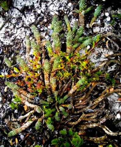 Euphorbia caput-medusae having been through the wars
