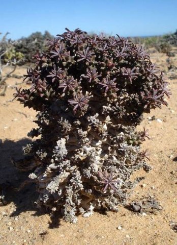 Euphorbia caput-medusae, its cover blown