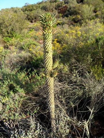 Euphorbia clandestina old stem, young branches