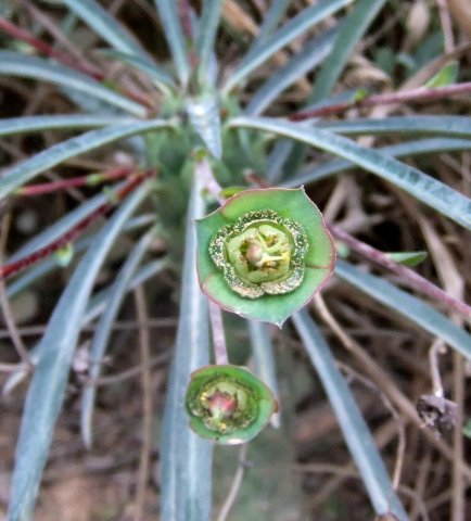 Euphorbia clava leaves and cyathia