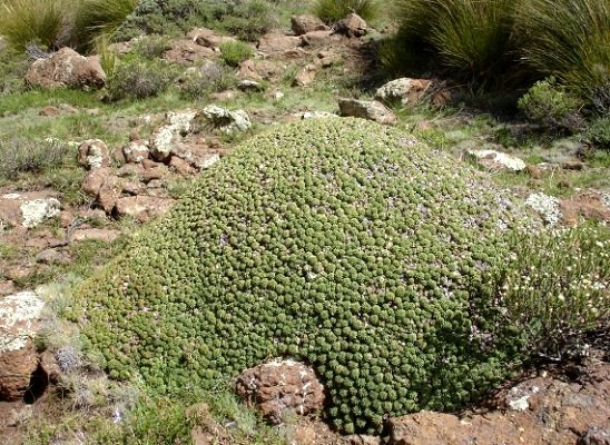 Euphorbia clavarioides 