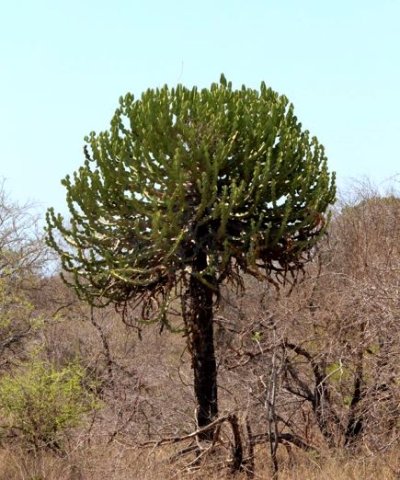 Euphorbia cooperi
