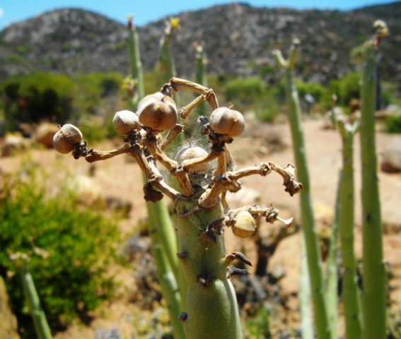 Euphorbia dregeana dry fruit capsules