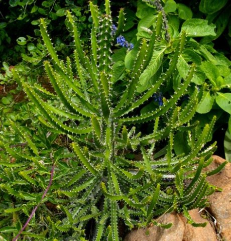 Euphorbia grandidens