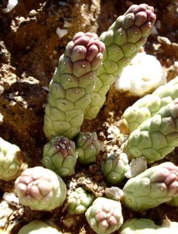 Euphorbia gamkensis pointing fingers