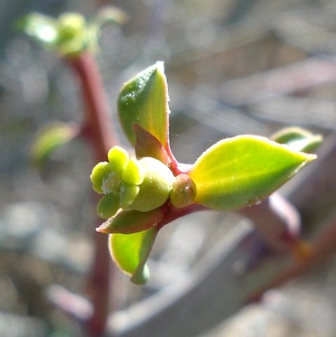 Euphorbia gariepina subsp. gariepina cyathium