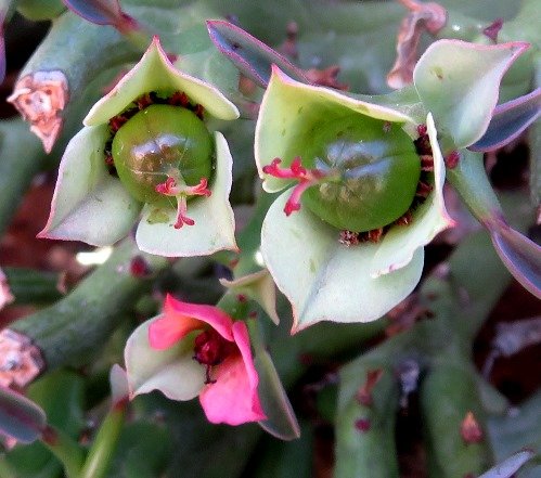 Euphorbia hamata female flowers at different stages