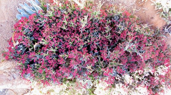 Euphorbia hamata