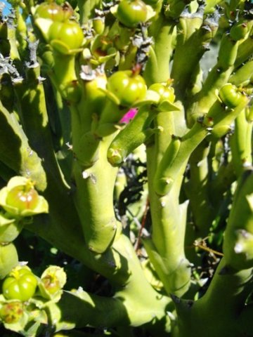 Euphorbia hamata fruiting