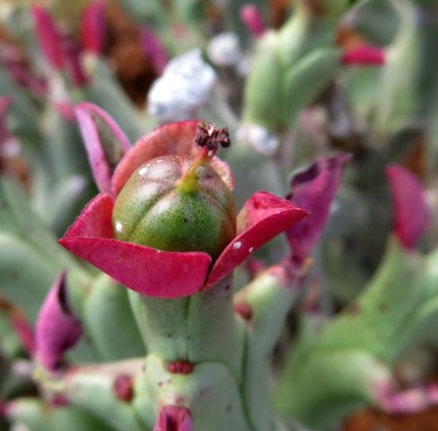Euphorbia hamata green fruit in bracts