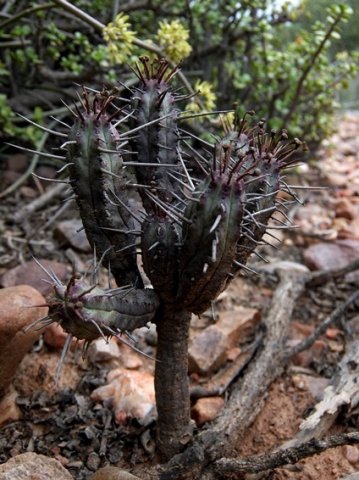 Euphorbia heptagona tree aspirations