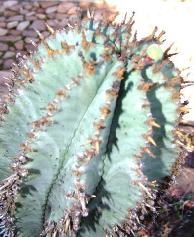 Euphorbia polygona solitary green fruit